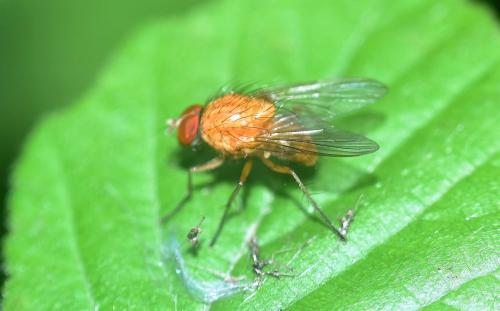 Pegomya testacea